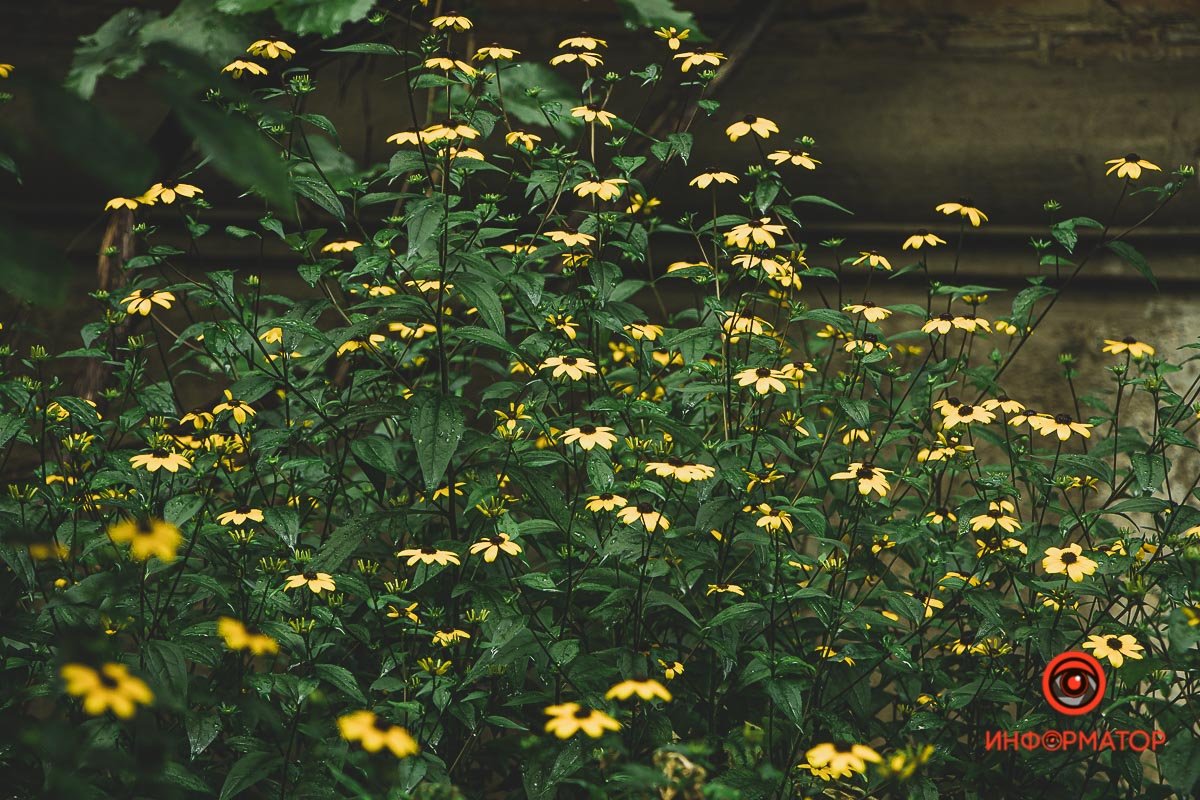 Ненужные игрушки, котики и кормушки: как выглядят старые дворики в Днепре 19