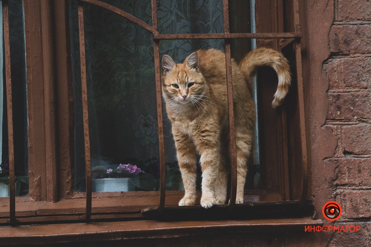 Ненужные игрушки, котики и кормушки: как выглядят старые дворики в Днепре 22