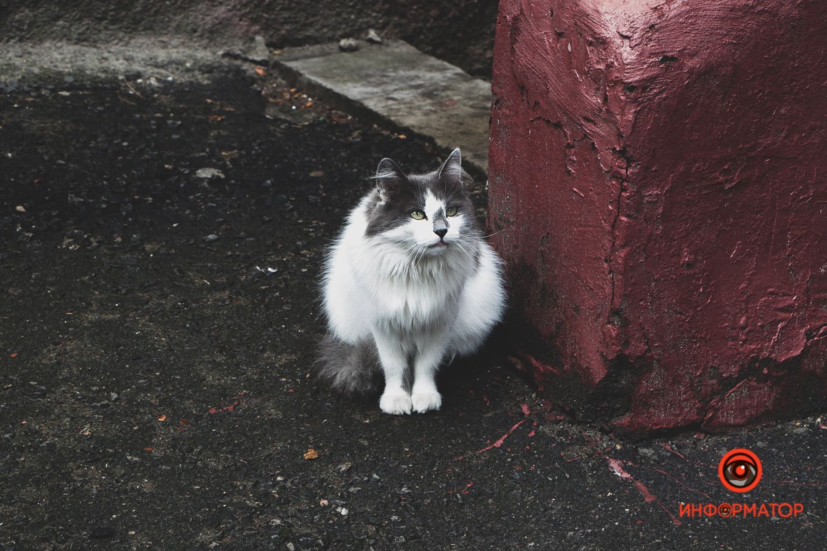 Ненужные игрушки, котики и кормушки: как выглядят старые дворики в Днепре 24