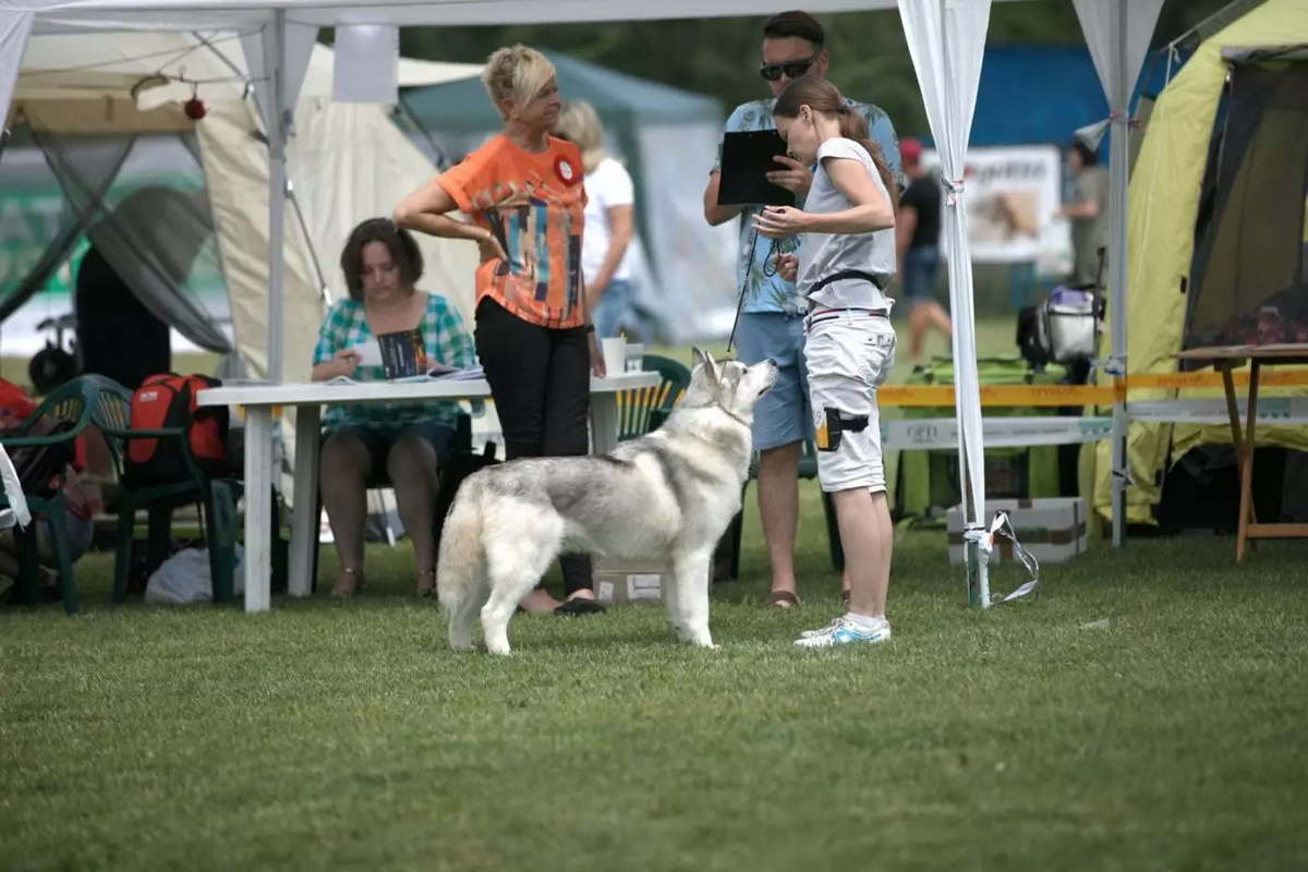 Собачки ждут вас Собачки ждут вас