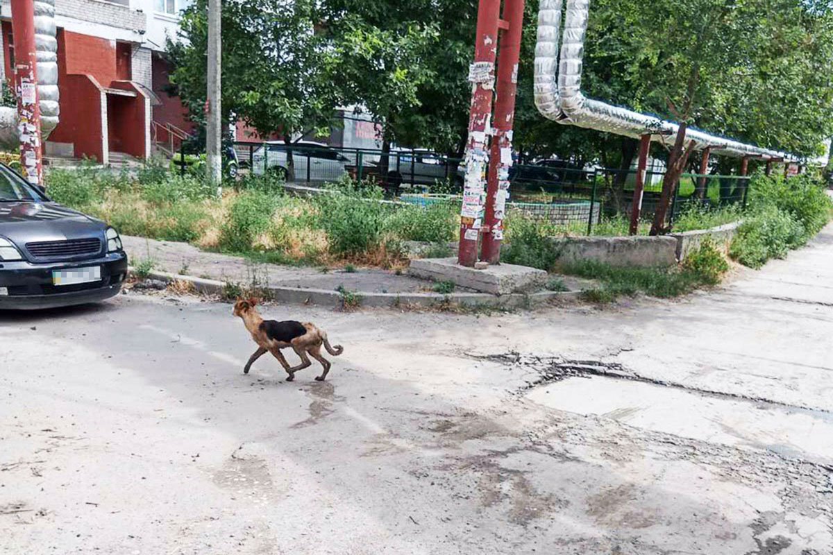 Довольный пес побежал дальше по своим делам Довольный пес побежал дальше по своим делам