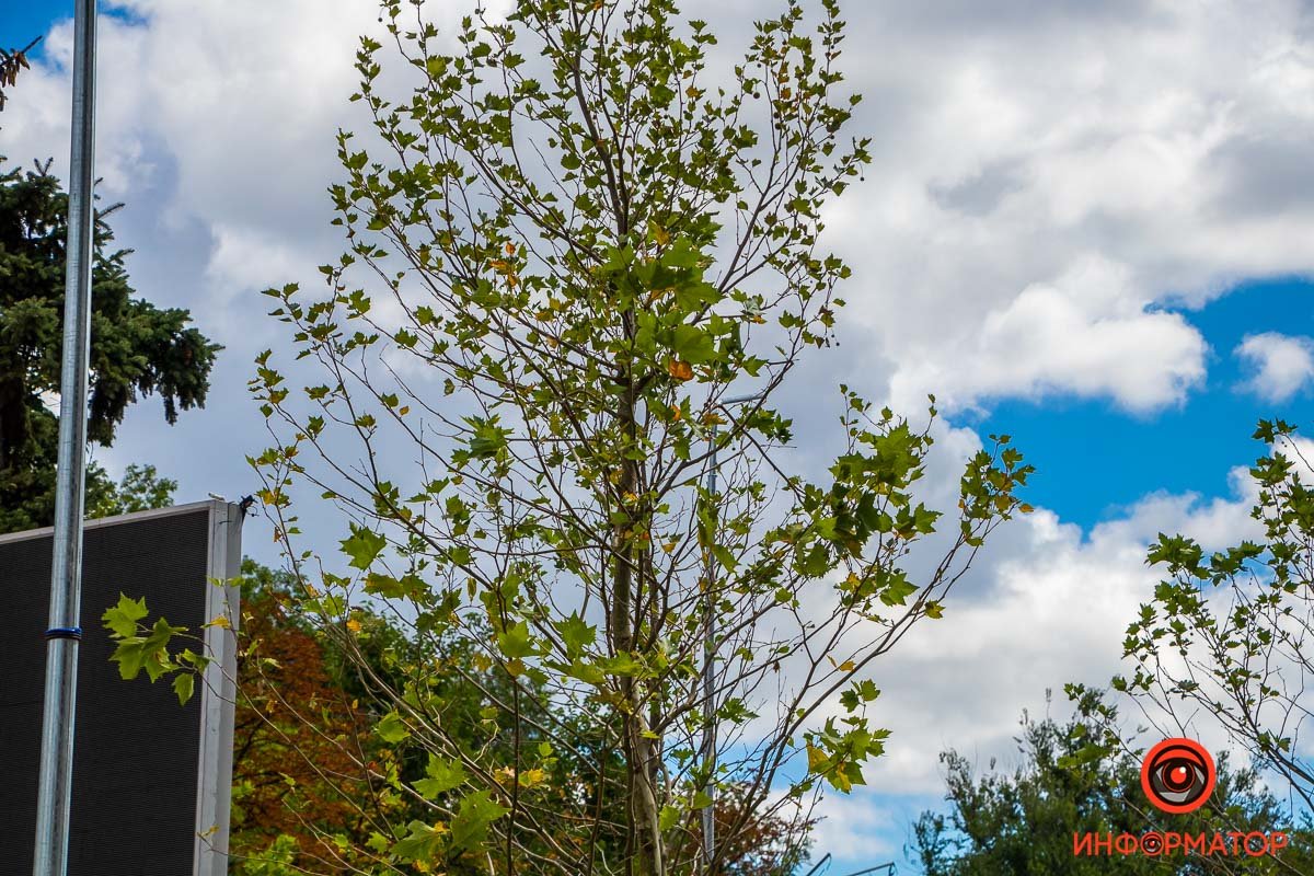 Новые деревья