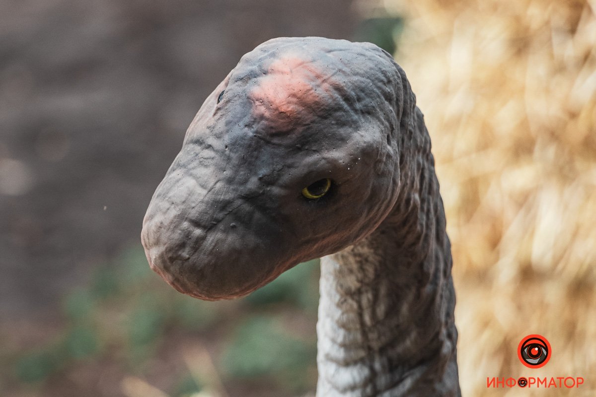 Когда вы их увидите - ваше сердце уйдет в пятки Когда вы их увидите - ваше сердце уйдет в пятки