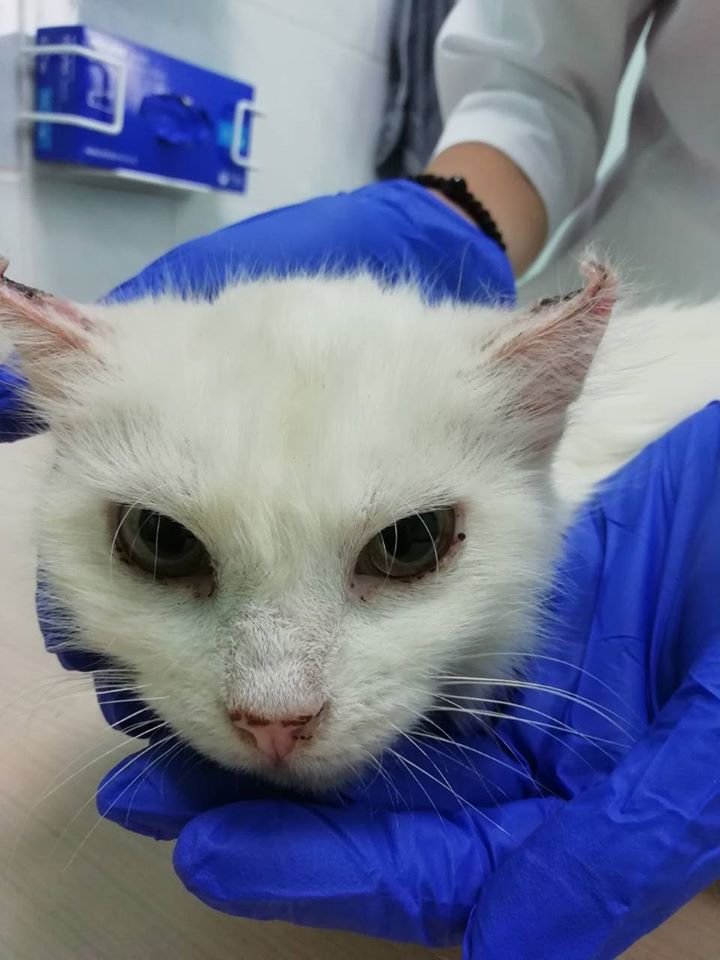 В Днепре кошке обожгли уши и морили голодом: волонтеры спасают животное 1