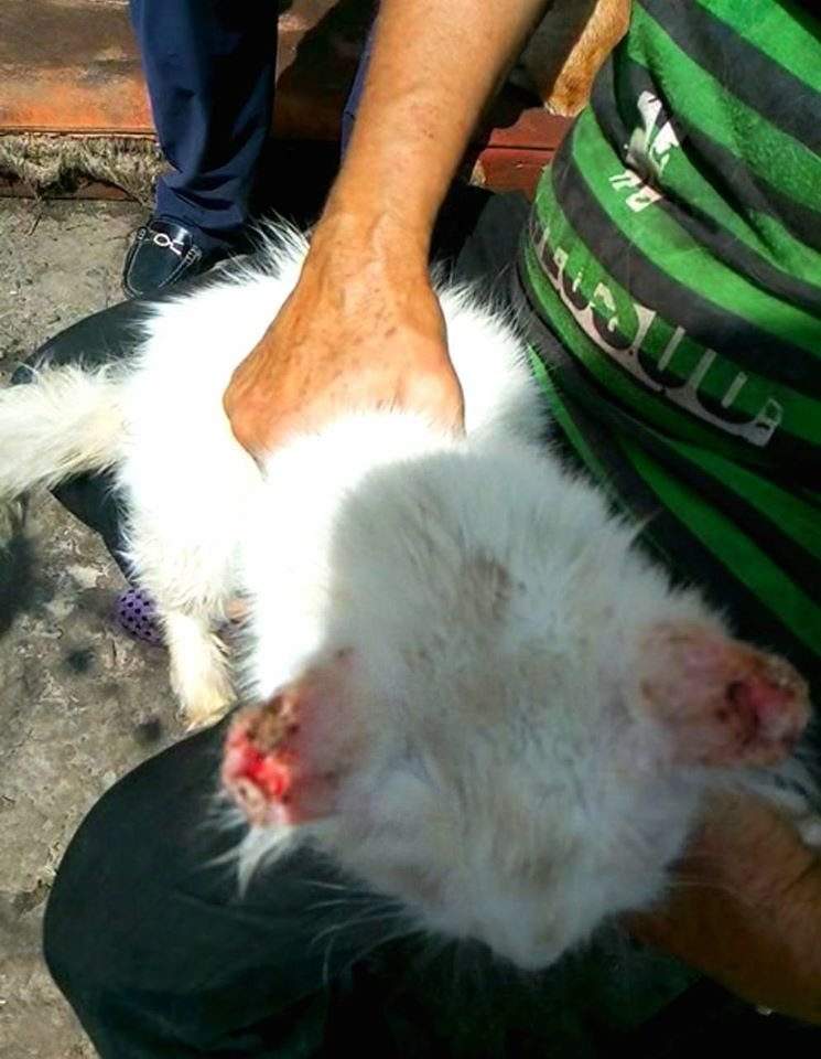 В Днепре кошке обожгли уши и морили голодом: волонтеры спасают животное 2