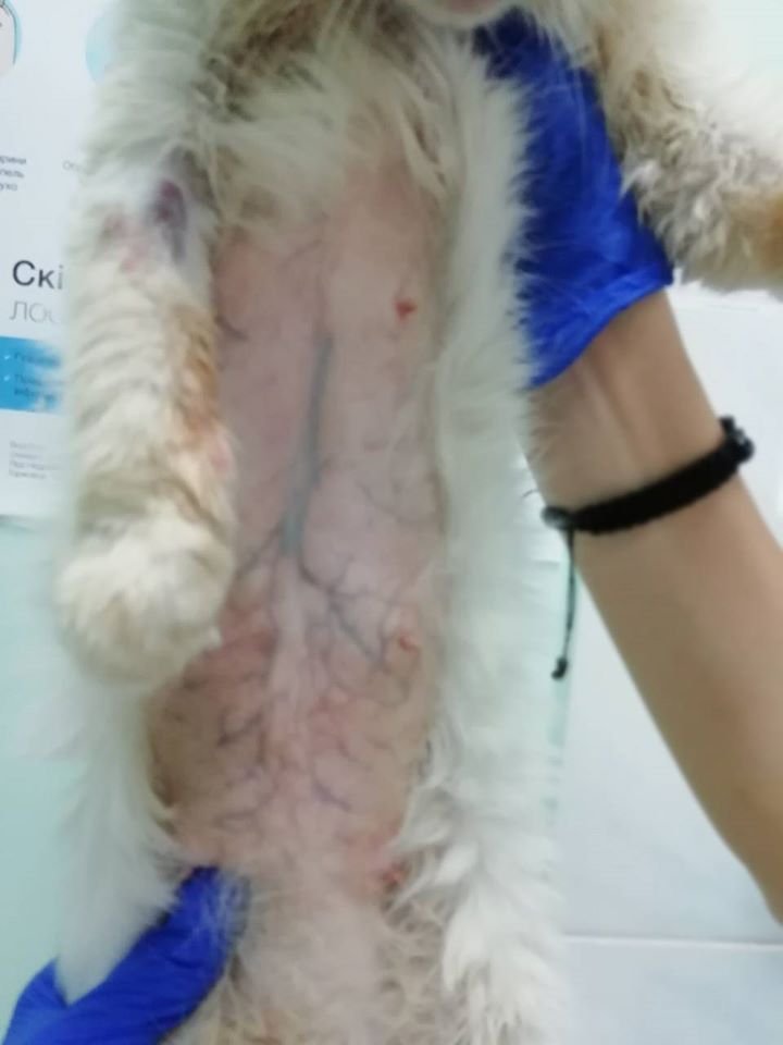 В Днепре кошке обожгли уши и морили голодом: волонтеры спасают животное 3