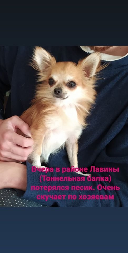 В Днепре пропало много животных: помогите найти 5