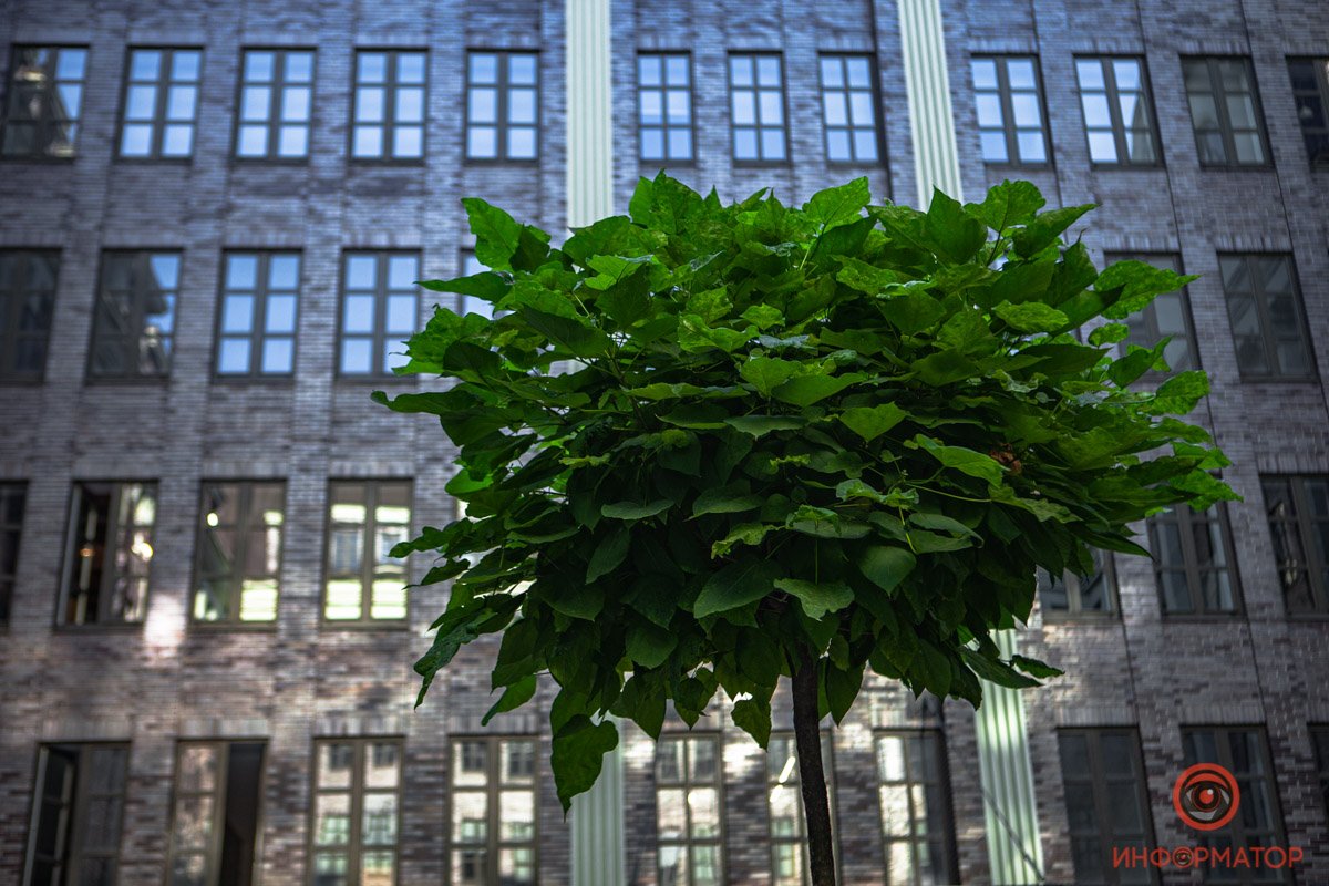 На фоне сурового здания молодое дерево выглядит особенно ярко
