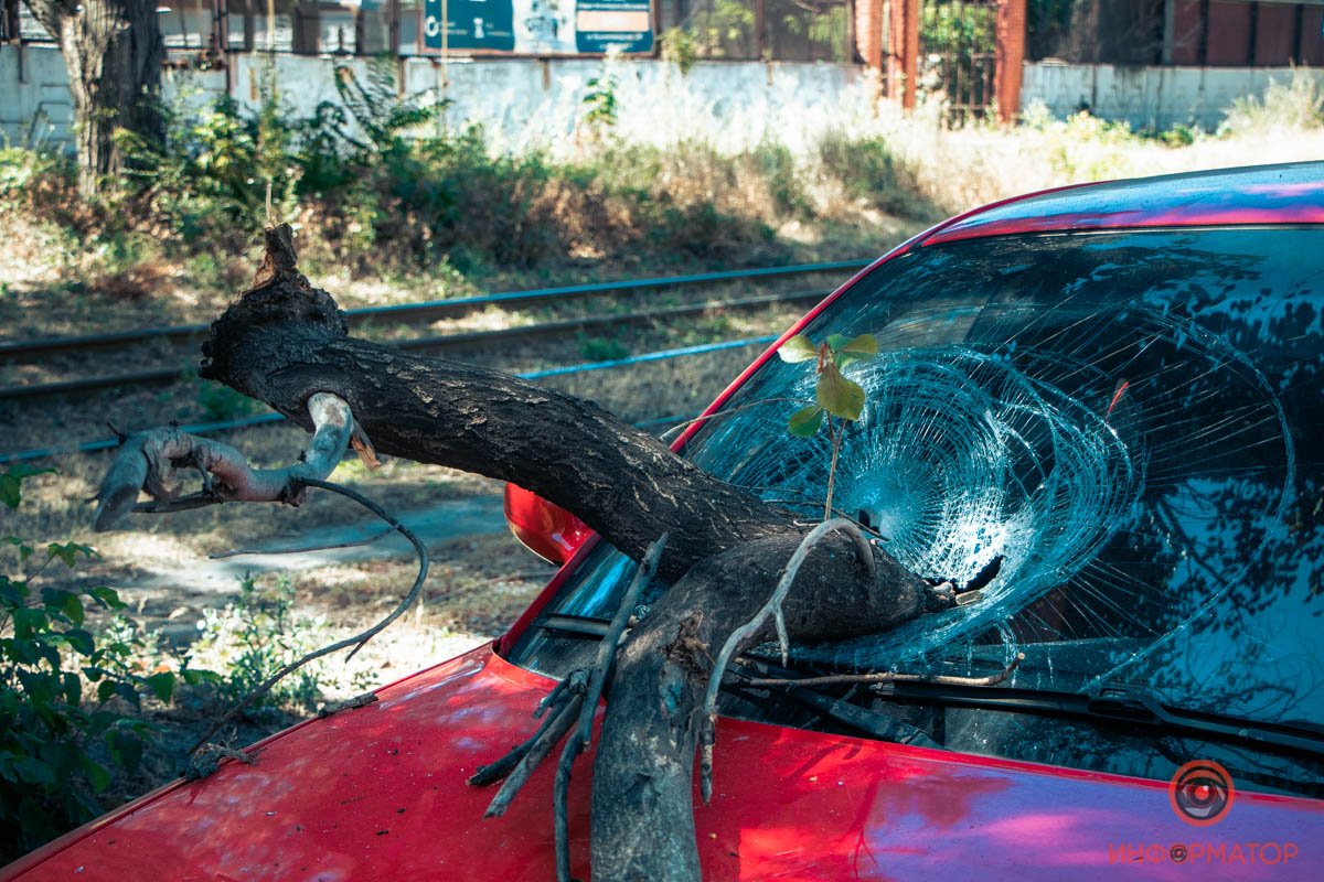 Ветка пробила лобовое стекло Ветка пробила лобовое стекло