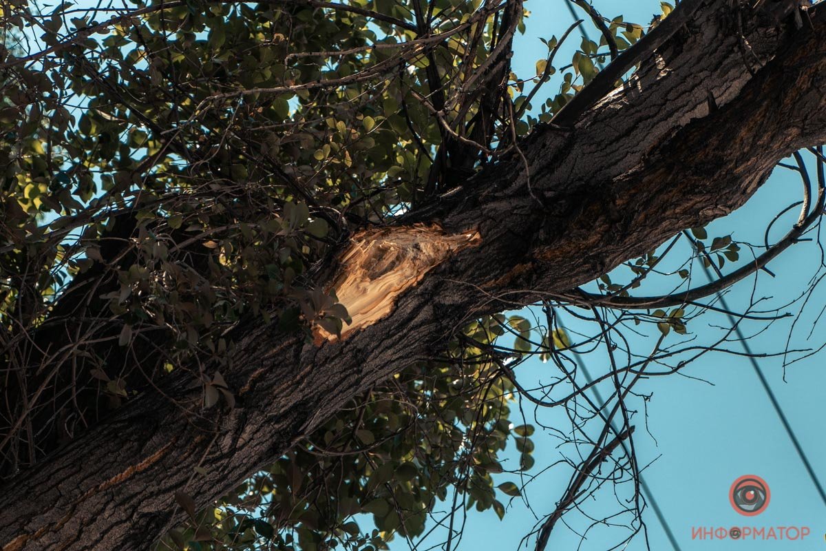 Несмотря на отсутствие ветра, сухая ветка треснула и рухнула вниз Несмотря на отсутствие ветра, сухая ветка треснула и рухнула вниз