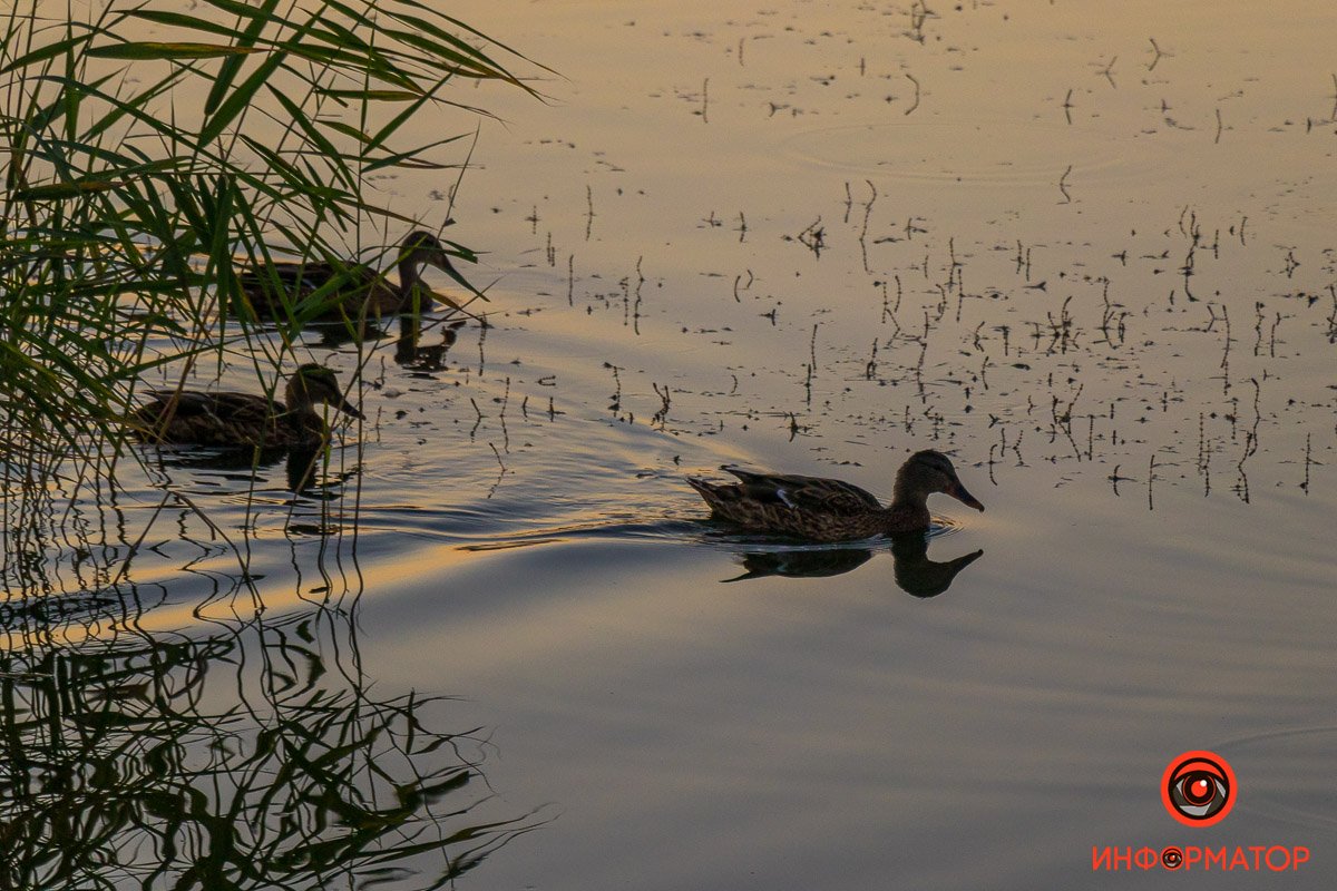 Утренний заплыв Утренний заплыв