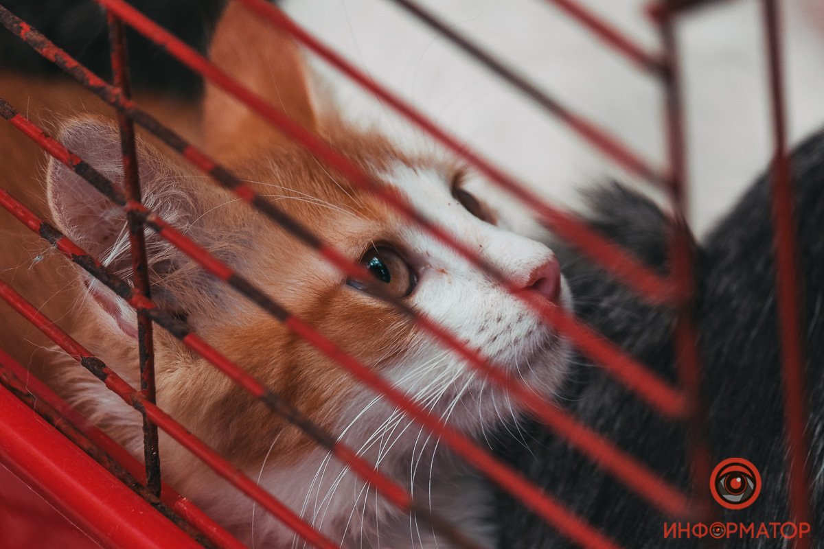 Хозяин, найдись: в Днепре прошла самая милая акция 1