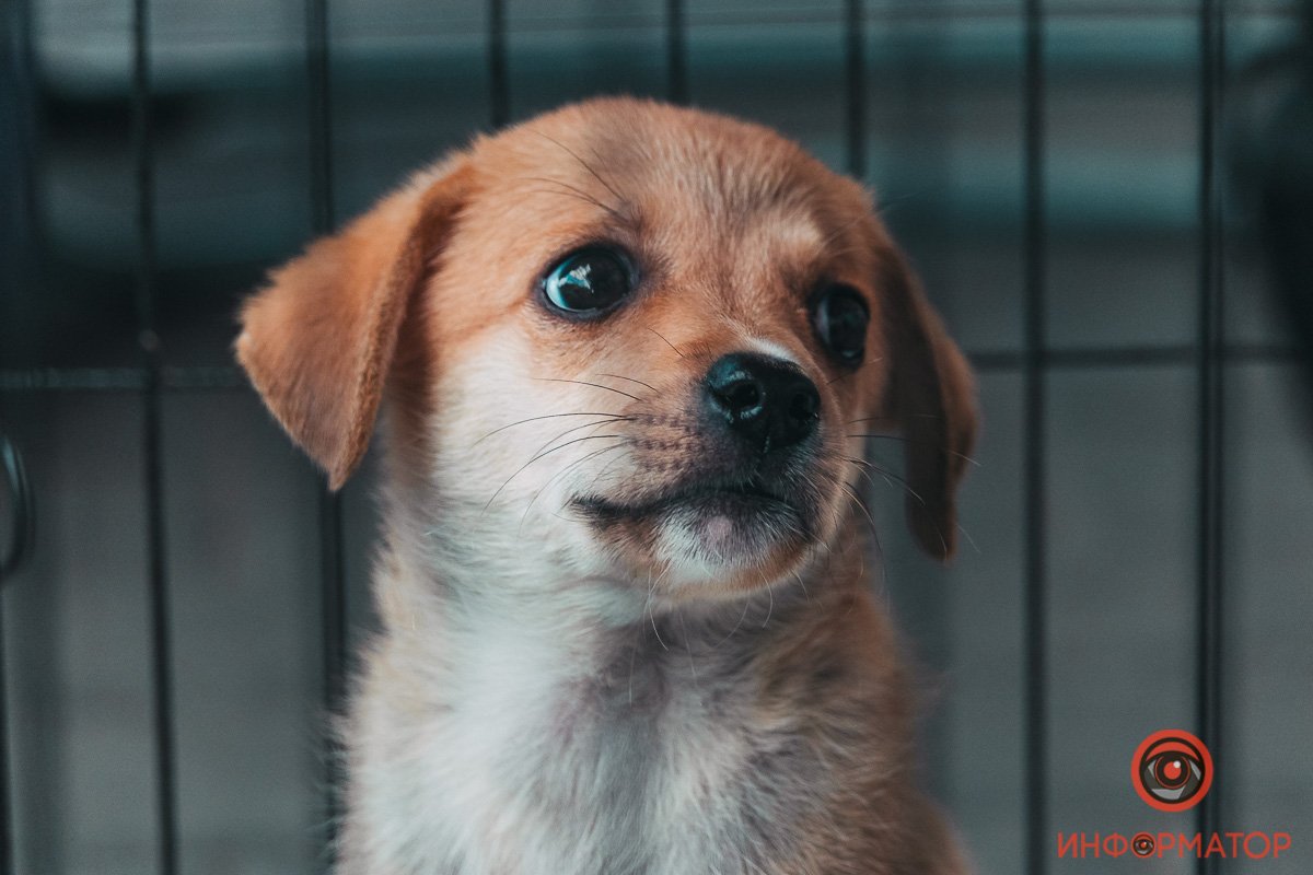 Хозяин, найдись: в Днепре прошла самая милая акция 2