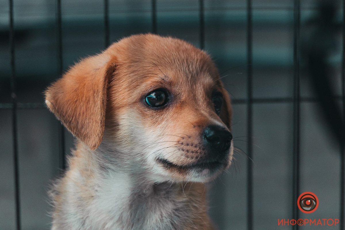 Хозяин, найдись: в Днепре прошла самая милая акция 3