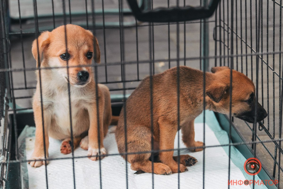 Хозяин, найдись: в Днепре прошла самая милая акция 4