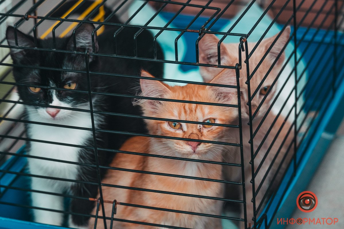 Хозяин, найдись: в Днепре прошла самая милая акция 5