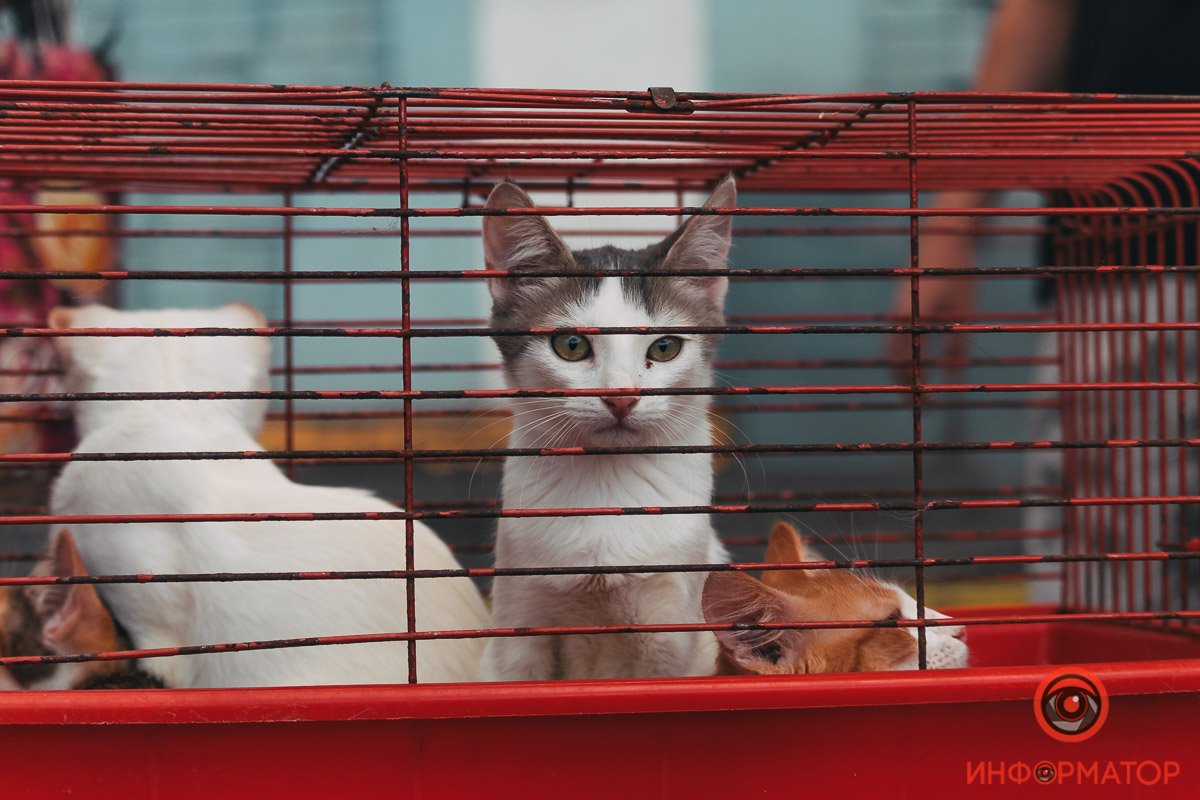 Хозяин, найдись: в Днепре прошла самая милая акция 6