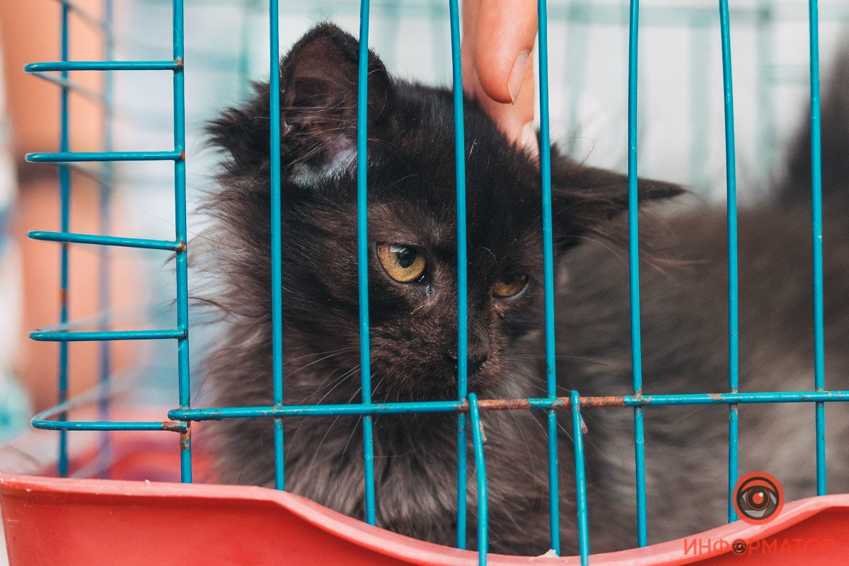 Хозяин, найдись: в Днепре прошла самая милая акция 7