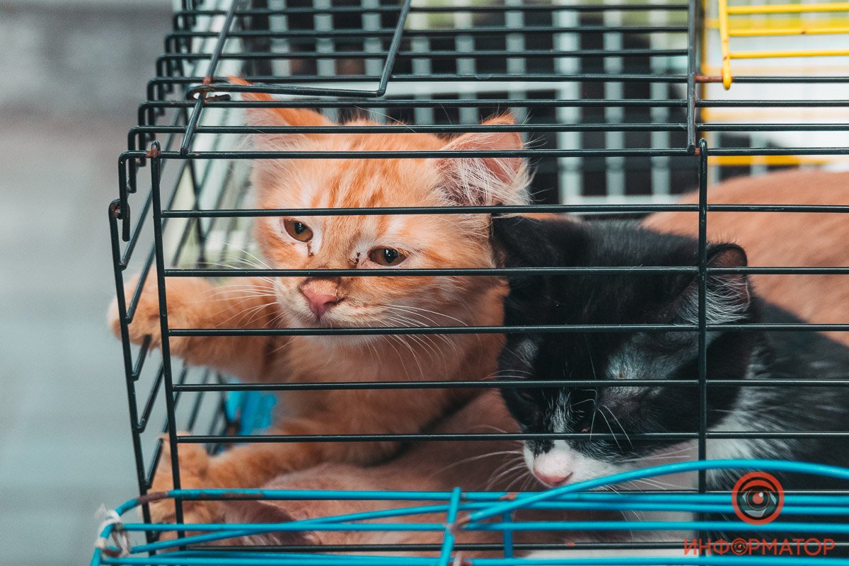 Хозяин, найдись: в Днепре прошла самая милая акция 8