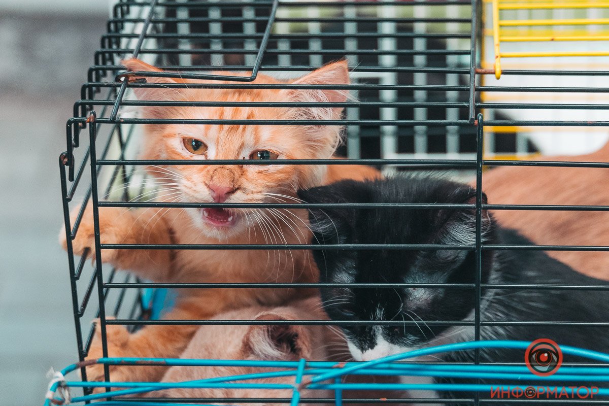 Хозяин, найдись: в Днепре прошла самая милая акция 9