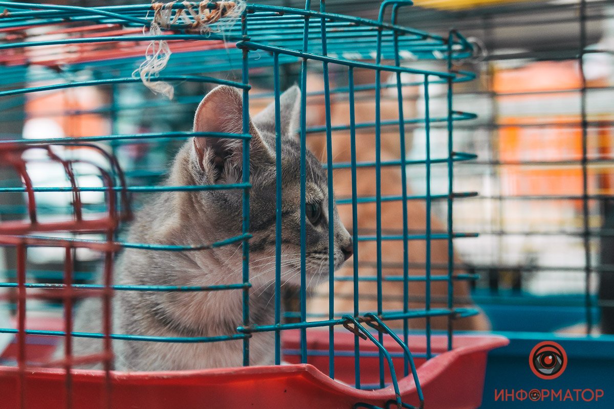 Хозяин, найдись: в Днепре прошла самая милая акция 10