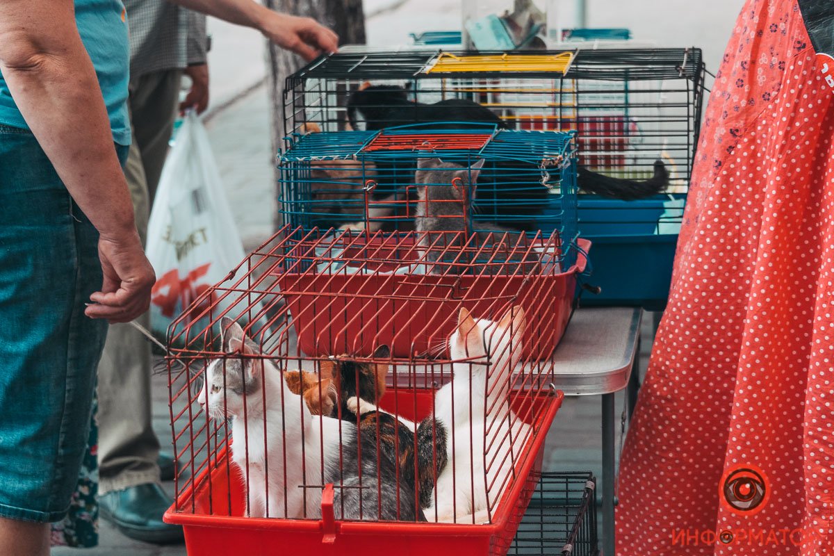 Хозяин, найдись: в Днепре прошла самая милая акция 11