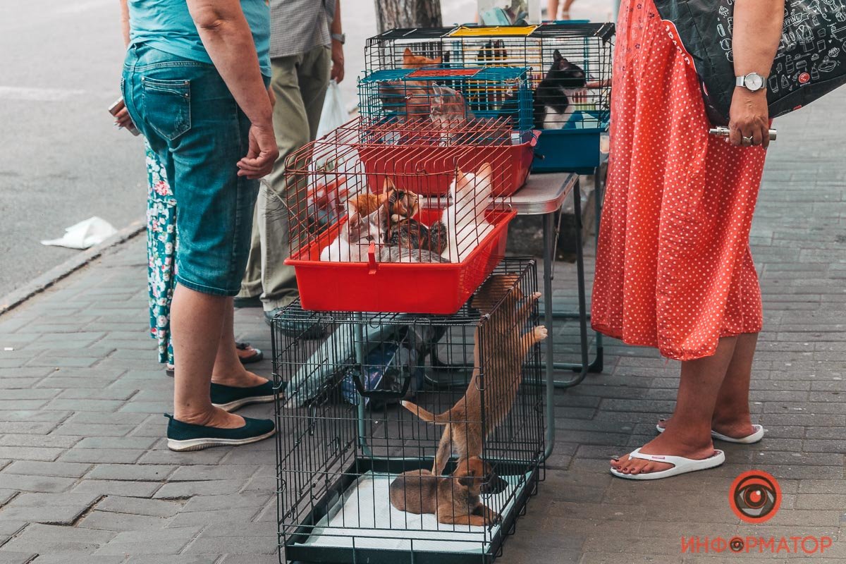 Хозяин, найдись: в Днепре прошла самая милая акция 12