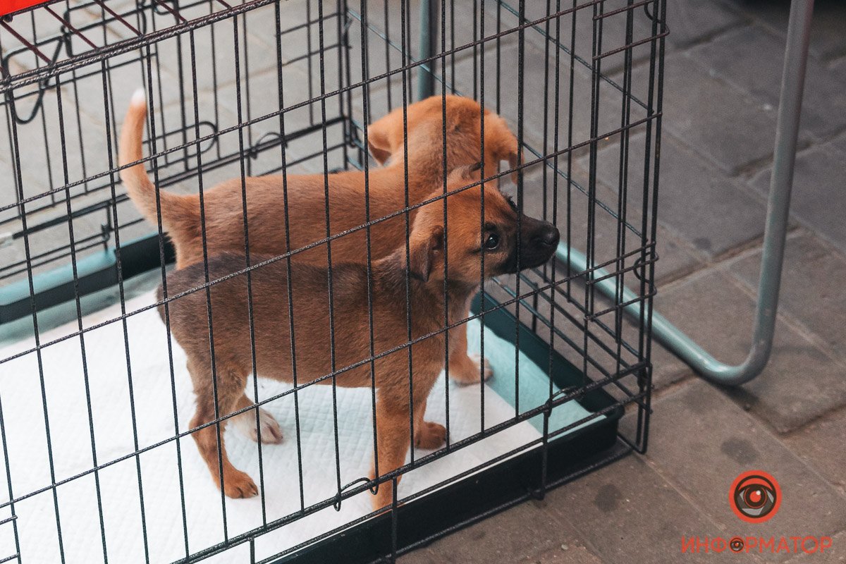 Хозяин, найдись: в Днепре прошла самая милая акция 13