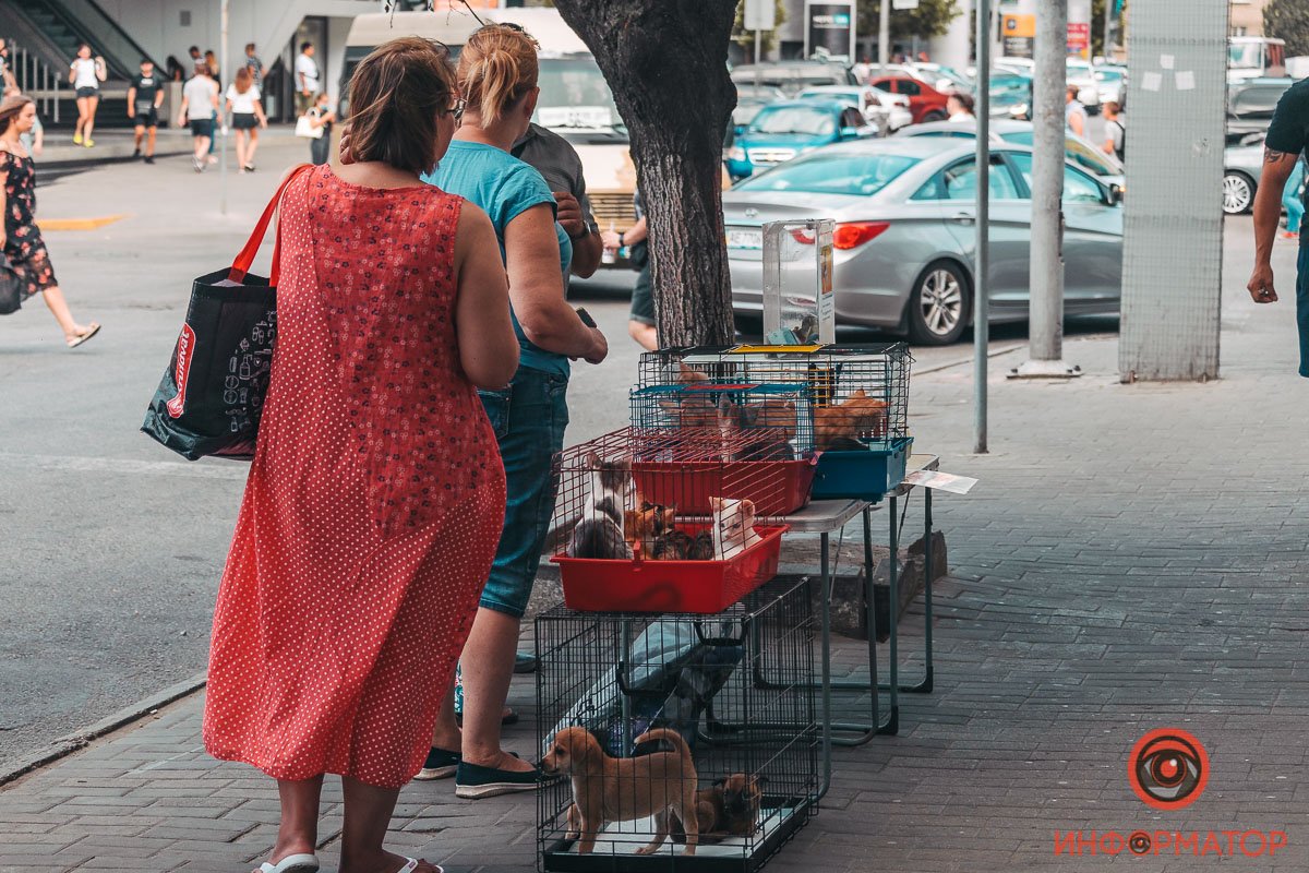 Хозяин, найдись: в Днепре прошла самая милая акция 14