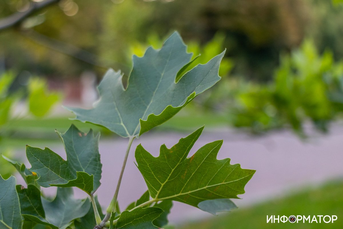 Удивительные оттенки зеленого Удивительные оттенки зеленого