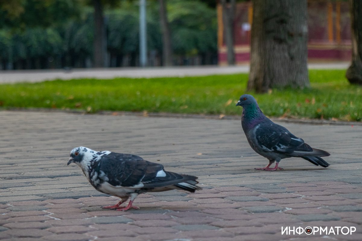 Всегда чувствуют легкость Всегда чувствуют легкость