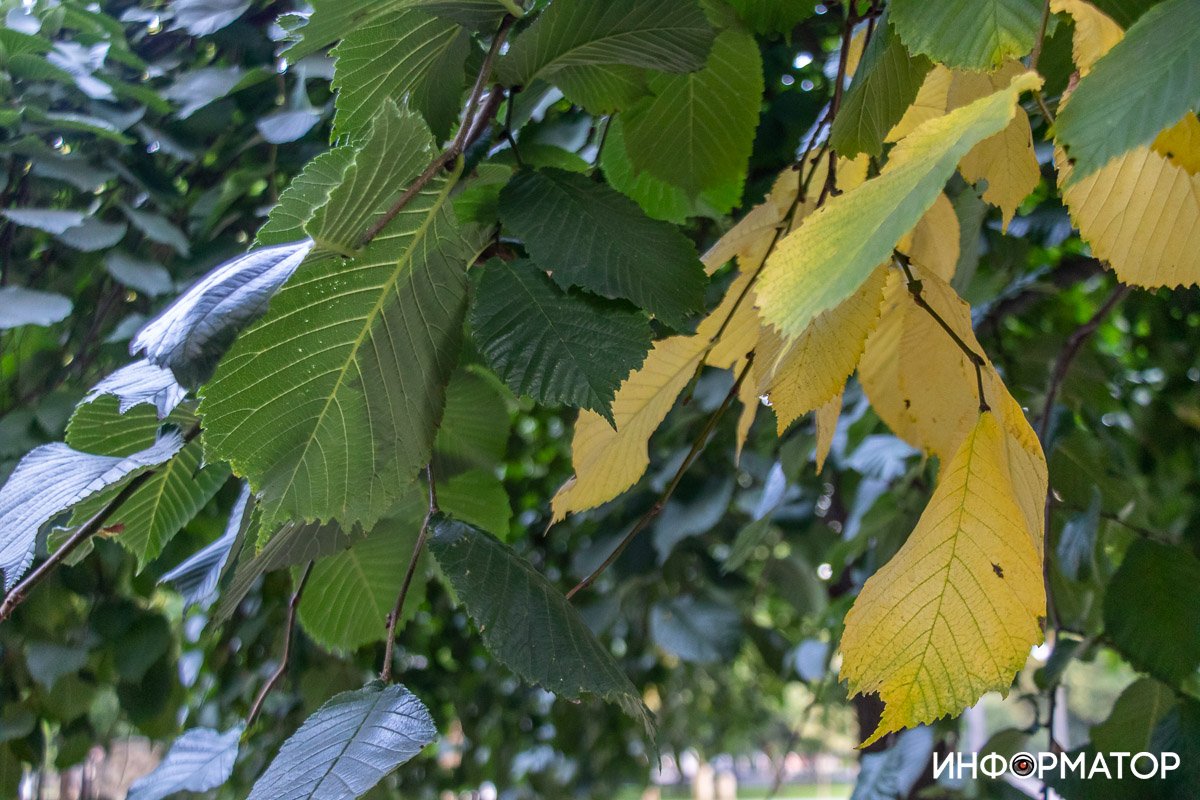 Скоро осень Скоро осень