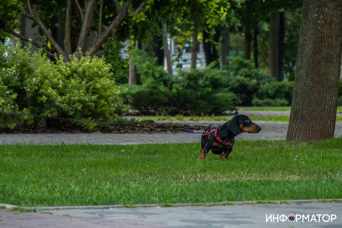 Самое время для прогулки Самое время для прогулки