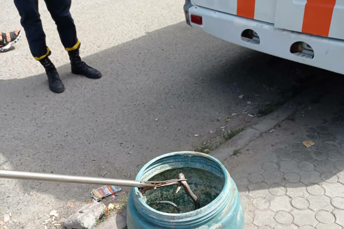 Длина пресмыкающегося - 1 метр