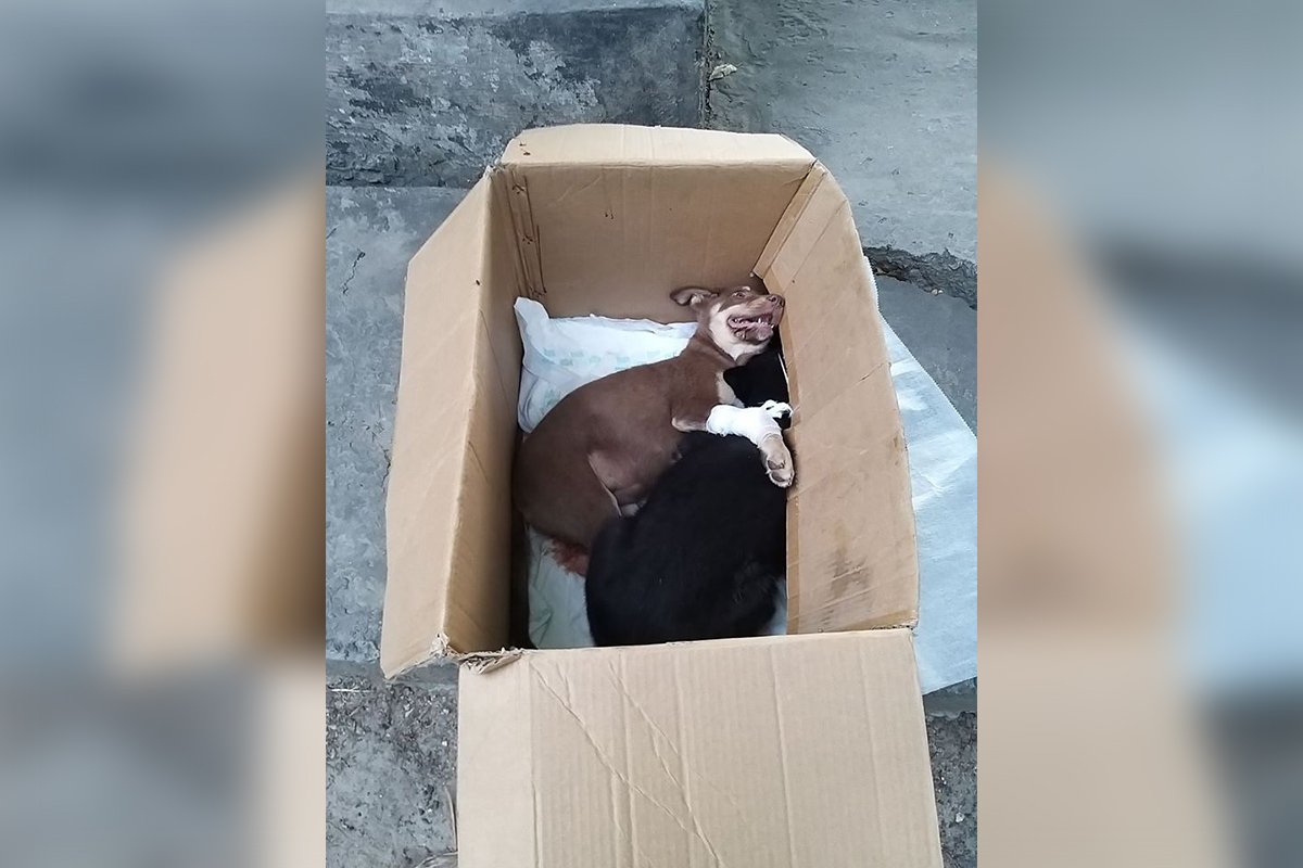 У щенят энтерит У щенят энтерит