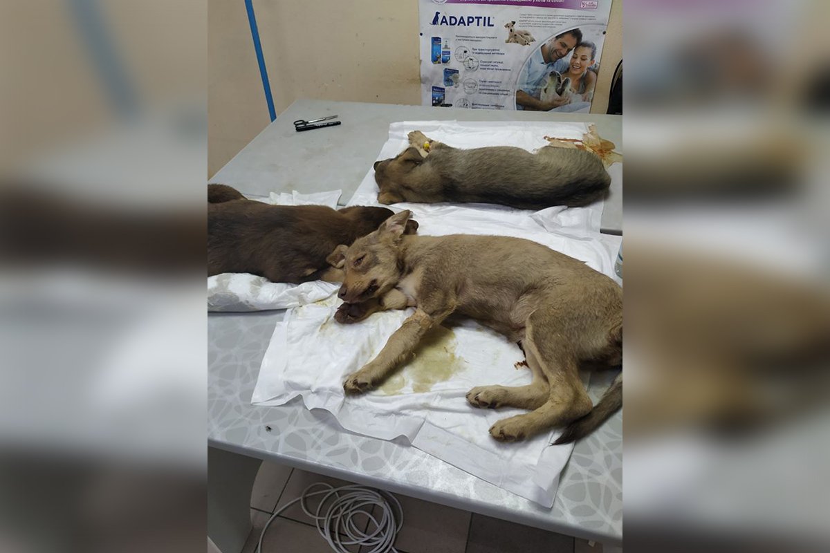 Малыши настолько слабы, что не могут держаться на лапах Малыши настолько слабы, что не могут держаться на лапах