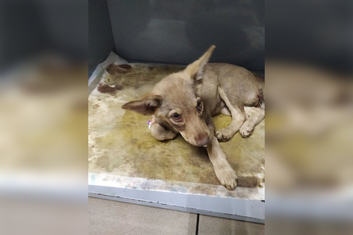 Если не приступить к лечению сейчас - щенки умрут Если не приступить к лечению сейчас - щенки умрут