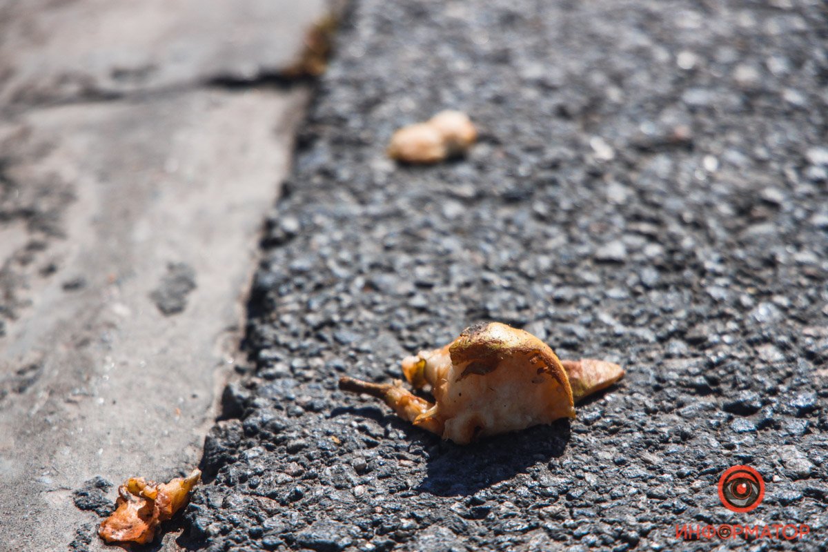 Велосипедист вез фрукты