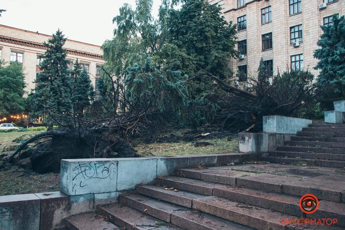 В Днепре на площади Героев Майдана рухнули две огромные ели 1