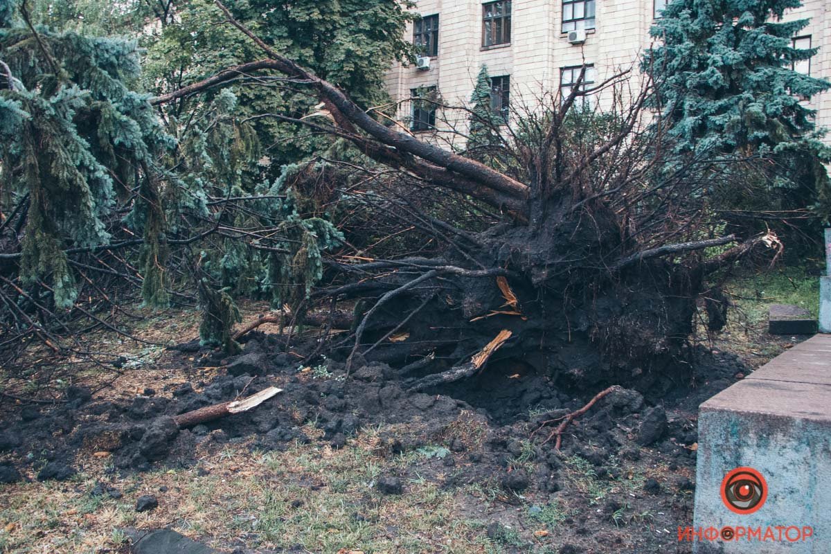 В Днепре на площади Героев Майдана рухнули две огромные ели 2