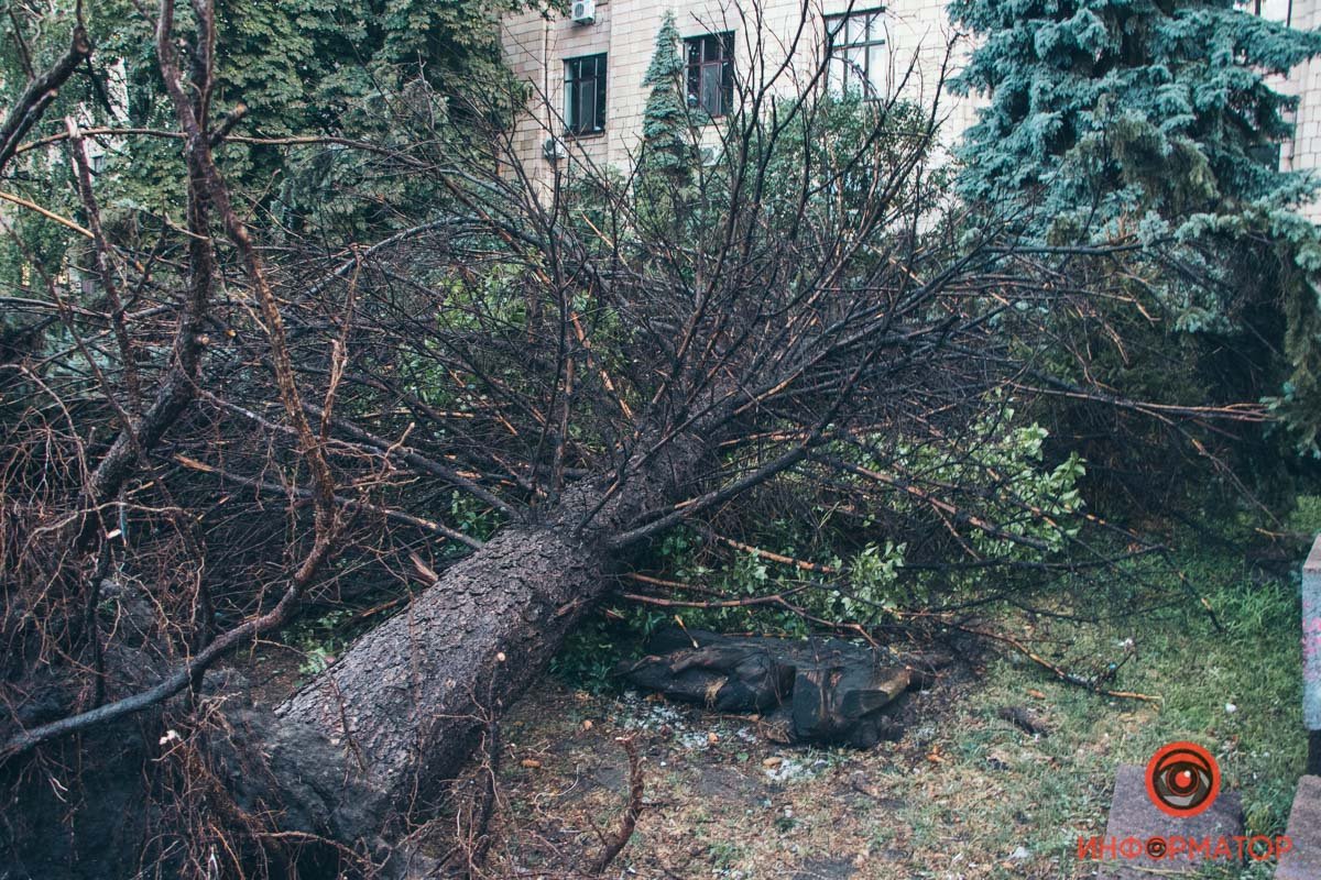 В Днепре на площади Героев Майдана рухнули две огромные ели 3