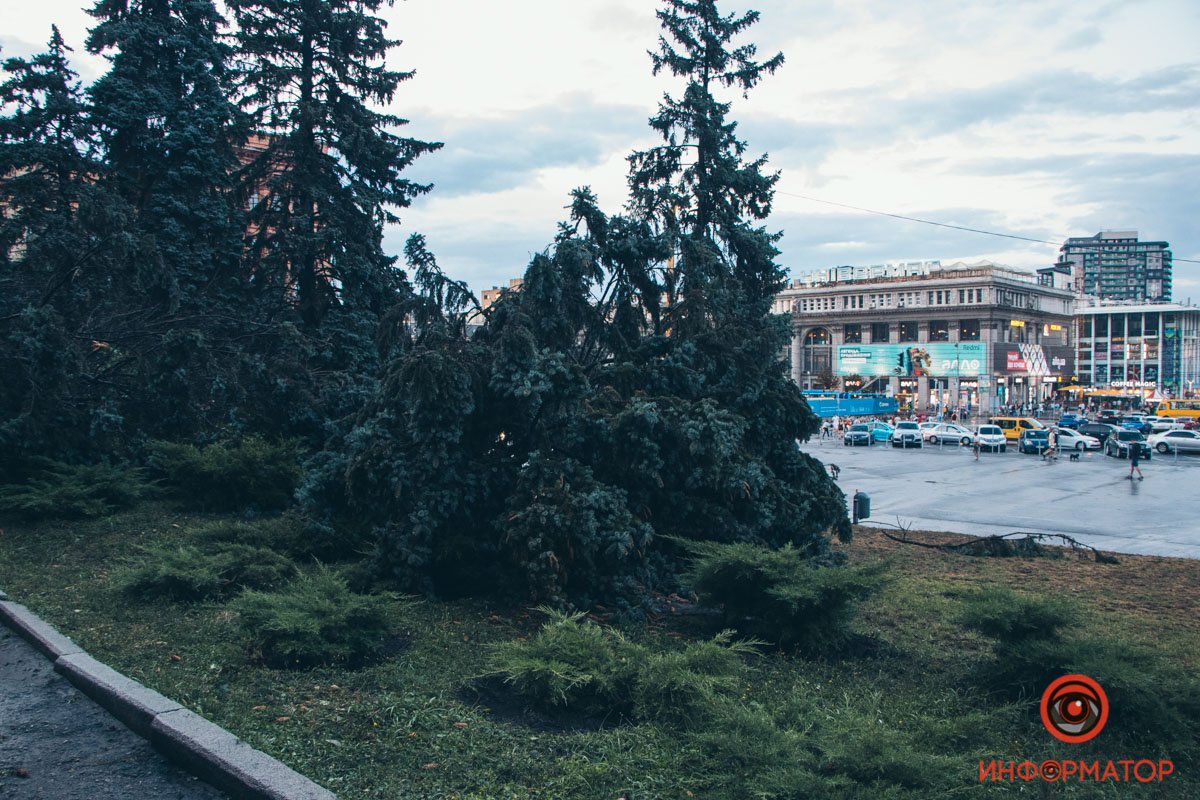 В Днепре на площади Героев Майдана рухнули две огромные ели 5