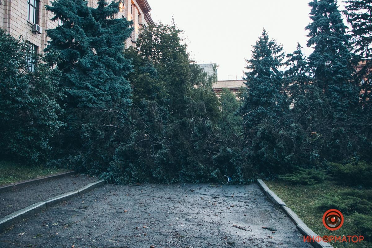 В Днепре на площади Героев Майдана рухнули две огромные ели 6