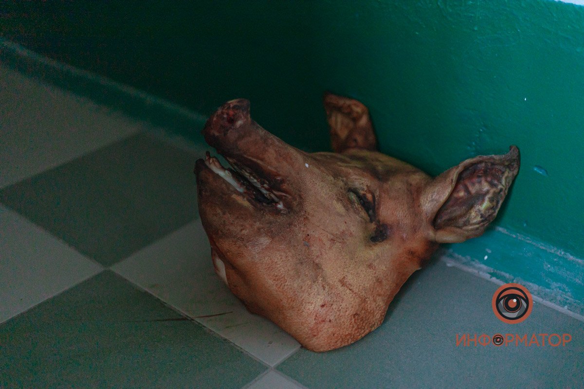 Оставили голову свиньи