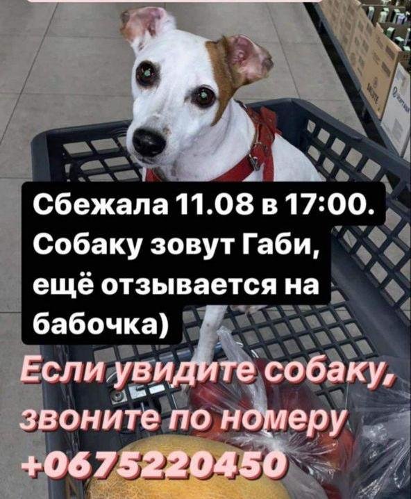 В Днепре пропало много животных: помогите найти 1