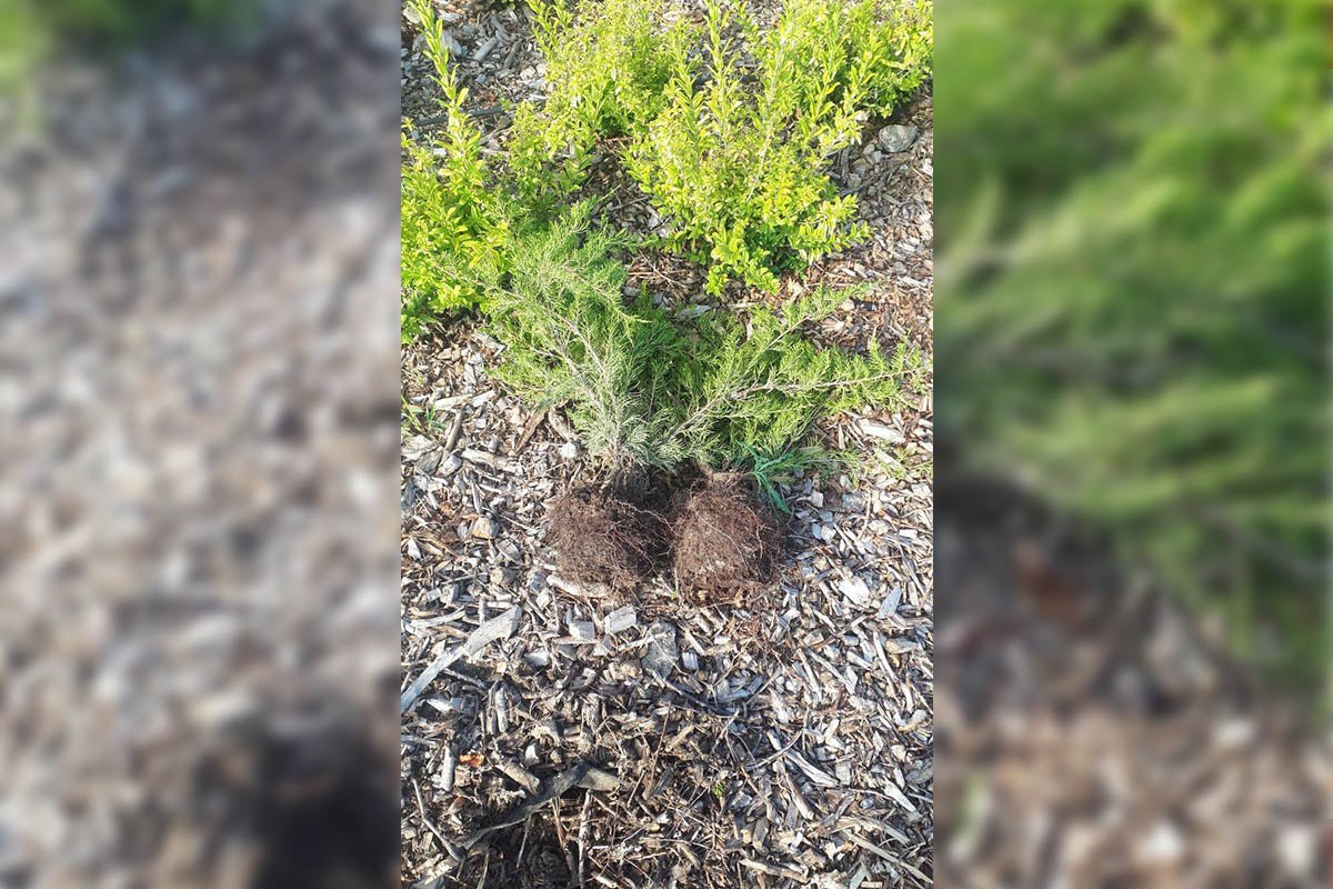 Злоумышленник вырвали несколько кустов можжевельника