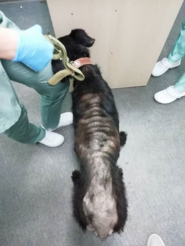 Дану нашли привязанной цепью к воротам Дану нашли привязанной цепью к воротам