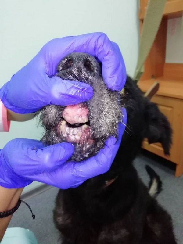 У собаки целый ряд заболеваний У собаки целый ряд заболеваний