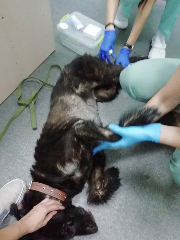 На фоне голодания развились и другие проблемы На фоне голодания развились и другие проблемы