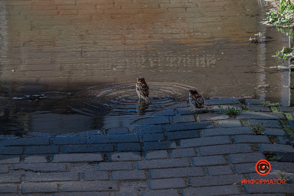 У воробьев банный день
